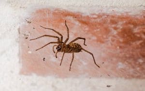 A brown spider sitting on a brick wall, featured in a helpful spider guide for Arlington homeowners.