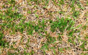 A close up of a lawn with common lawn diseases in Arlington.