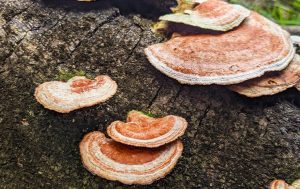 A group of fungi growing on a tree trunk, documented by Pest Library.