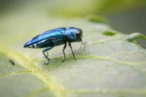 emerald ash borer