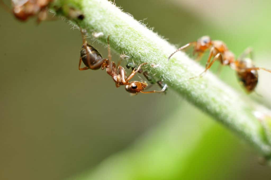 Close-up of fire ants climbing on a green stem, with one ant in focus on the left and others blurred in the background, highlighting nature's detail before considering guaranteed treatments.